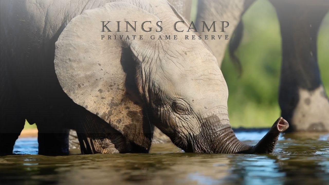 Introducing Kings Camp - Timbavati Private Nature Reserve