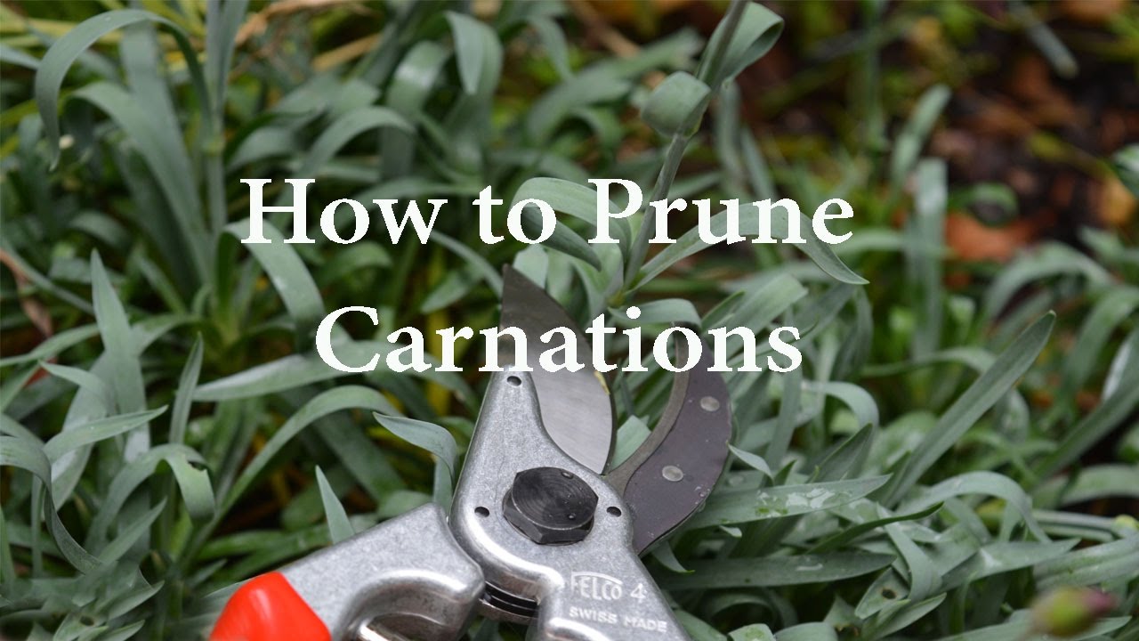 How to Prune Carnations or Dianthus