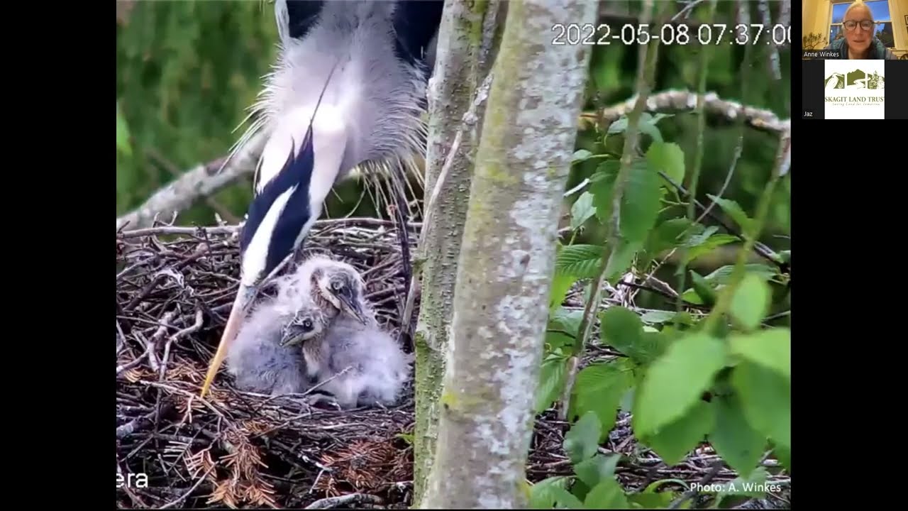 March Point Heronry: A Birds Eye View