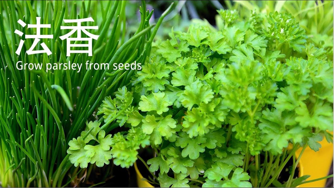 中世纪欧洲人眼中的“魔鬼草”：如何种植欧芹从种子开始？/ How to grow parsley from seeds?