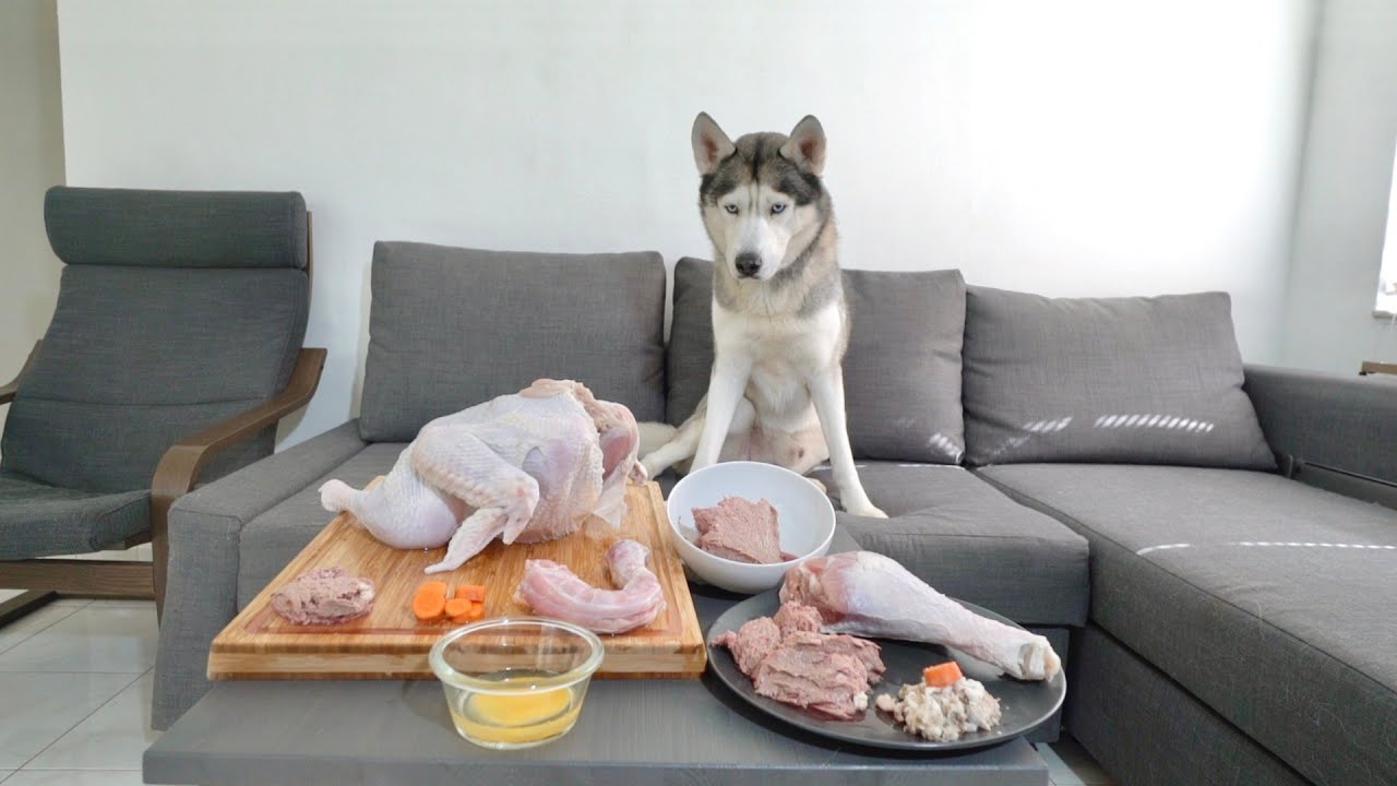 Leaving My Husky alone with a Whole Turkey Food Table for Thanksgiving!
