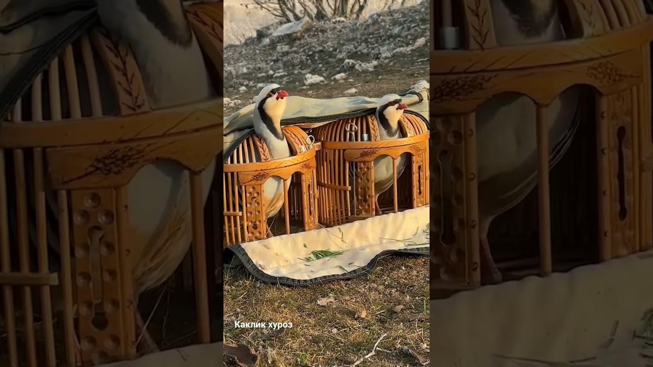 каклик хуроз  2023 🐦🤝 голос кеклик    лике подписка комент #рекомендации #каклик#охота