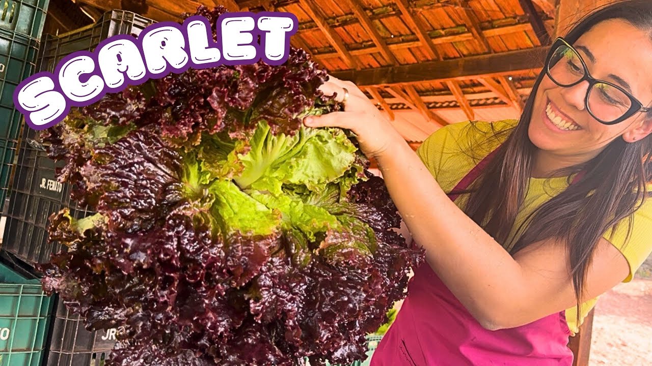 AVALIANDO VARIEDADES DE HORTALIÇAS: ALFACE ROXA SCARLET