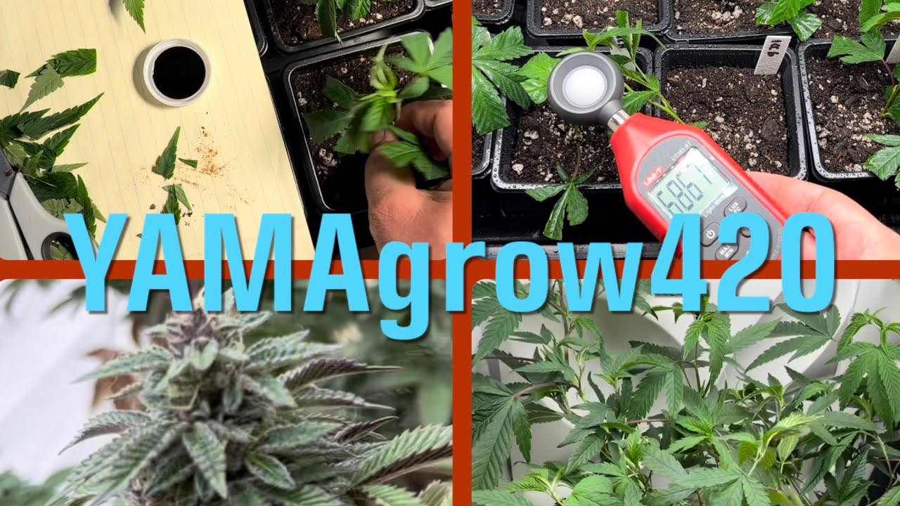 Battle Of The Soil Clones ! DIY Mykos Applicator + Cloning Demo