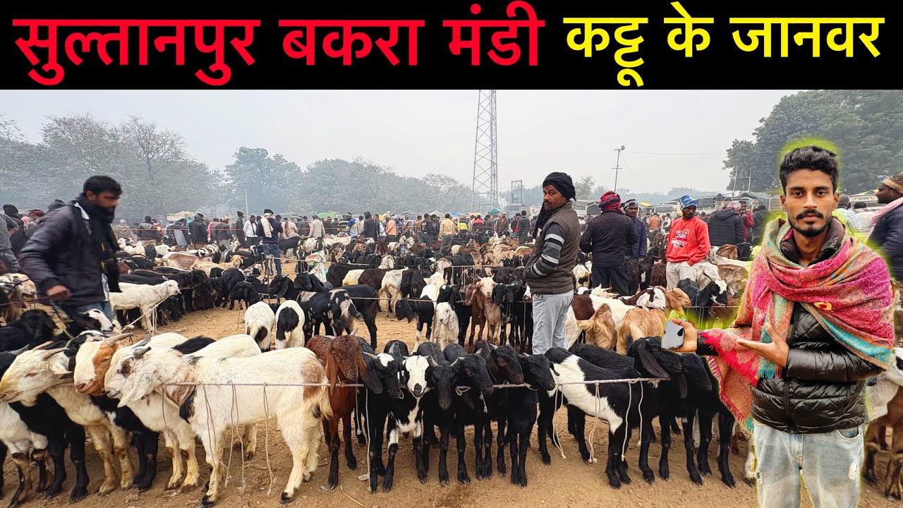 कट्टू के जानवर सबसे सस्ते सुल्तानपुर बकरा मंडी उत्तर प्रदेश | Sultanpur Goat Market UP | Ziya Vlogs