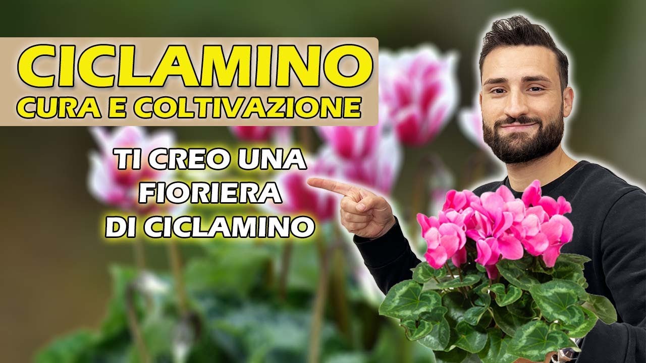 CICLAMINO cura e coltivazione |CREO UNA FIORIERA DI CICLAMINO|