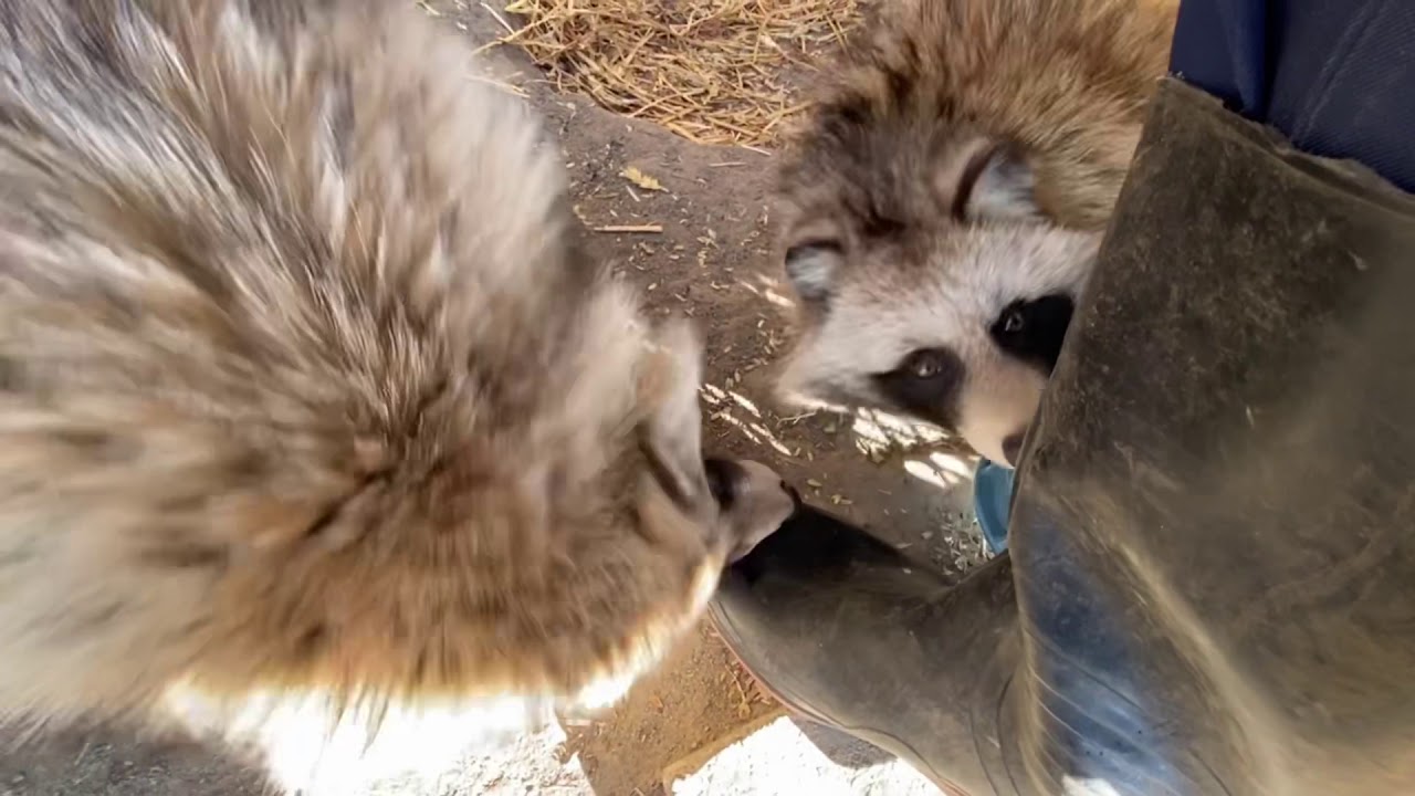 【おびひろ動物園】えぞたぬ担当のたぬきトーク その1