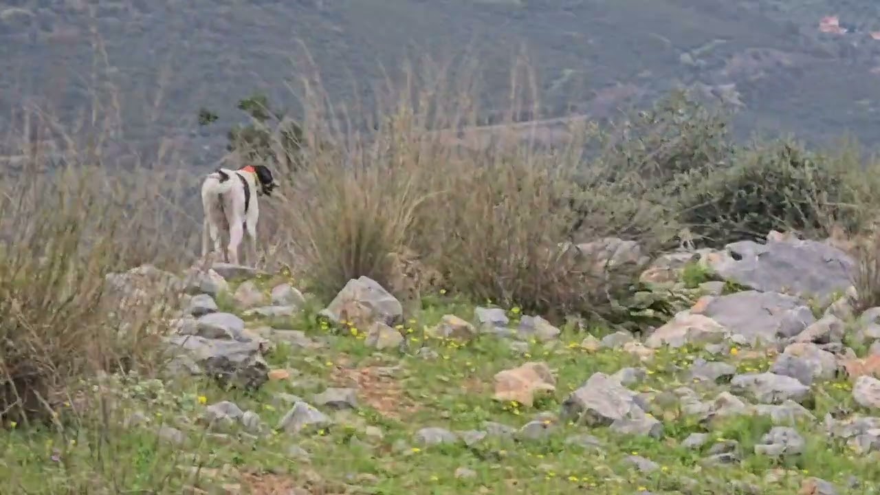 AVRAΔύσκολες συνθήκες δύσκολα πουλιά!!