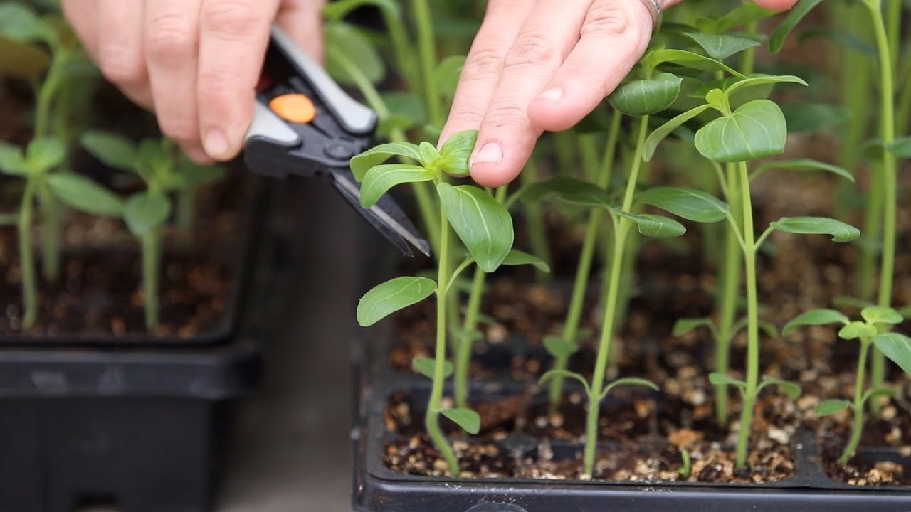 How to Pinch Seedlings for Fuller Growth & Higher Yields! 👌🌿// Garden Answer