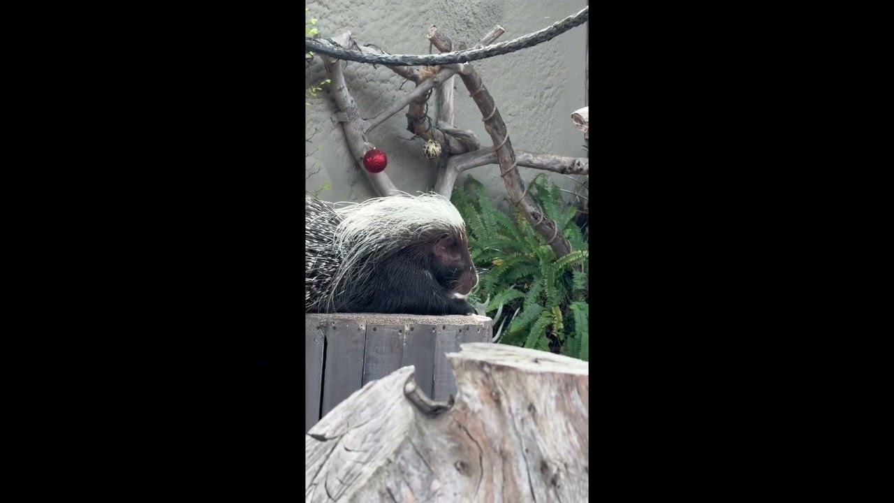 The exciting video  (zoo)￼