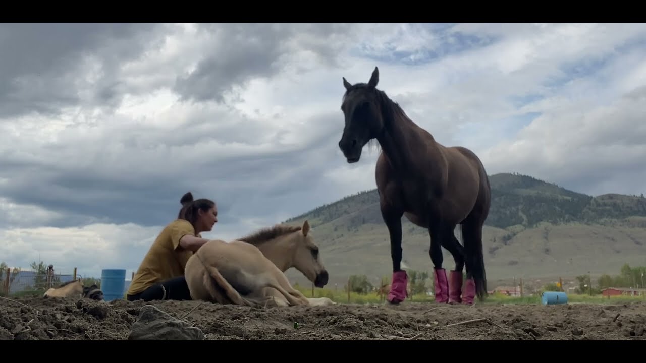 Energy Transfer with horses Camilleshorsemanship style