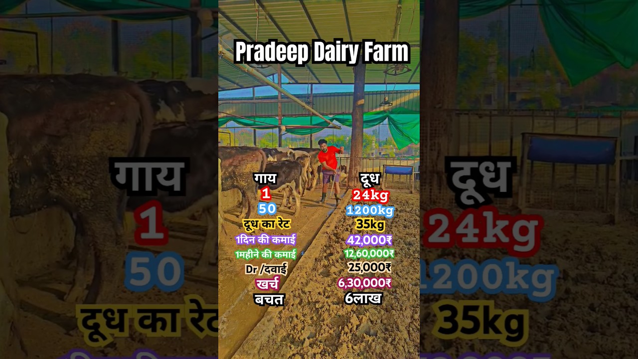 💥💯How to start dairy farm, pradeepdairyframmp,hf cow dairy farm,hf calf dairy,#shorts #cows #farming