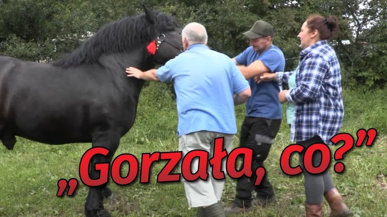 Rolnicy. Podlasie: Koń Niuniek STRACIŁ sporo KRWI! W ruch poszły IGŁY!