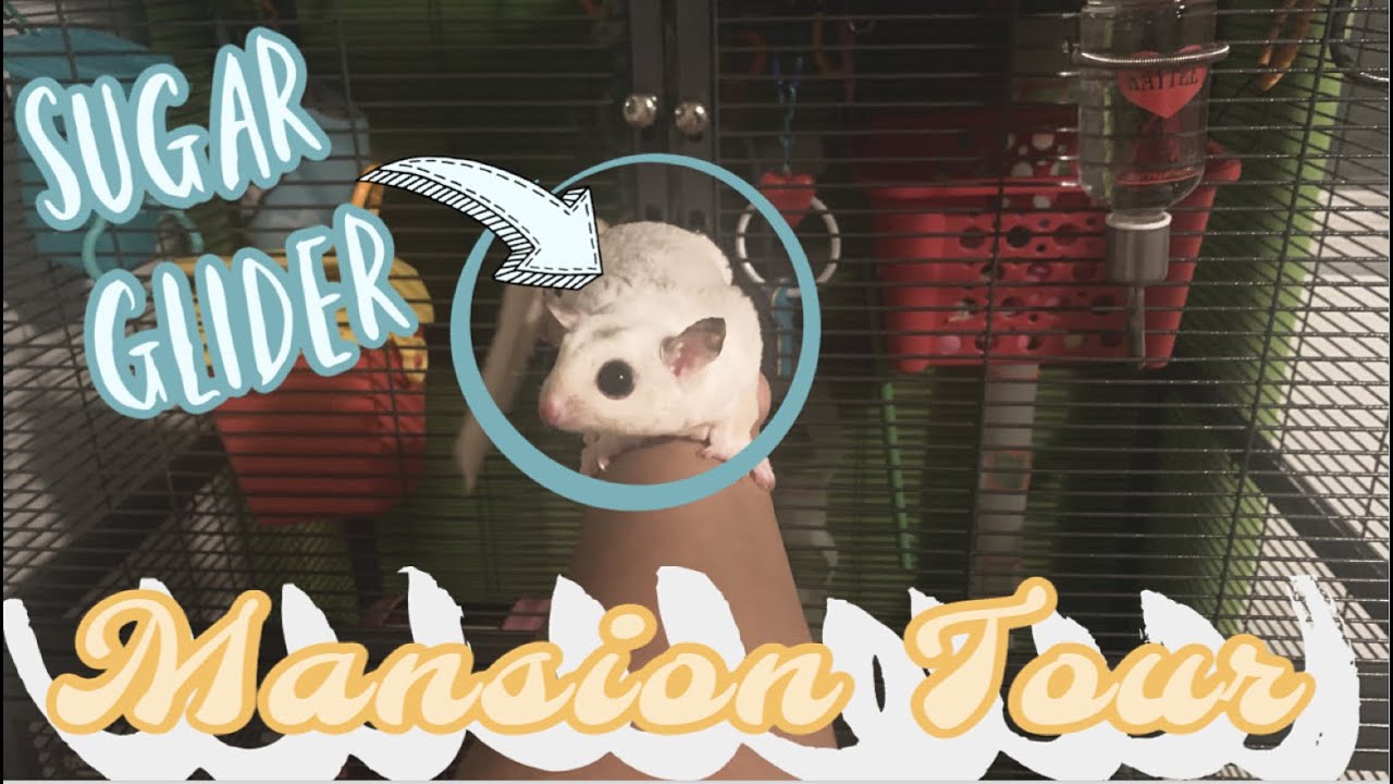 Sugar Glider Cage Tour| Updates| Reacting to your Pets Enclosures| My Pawfect Family