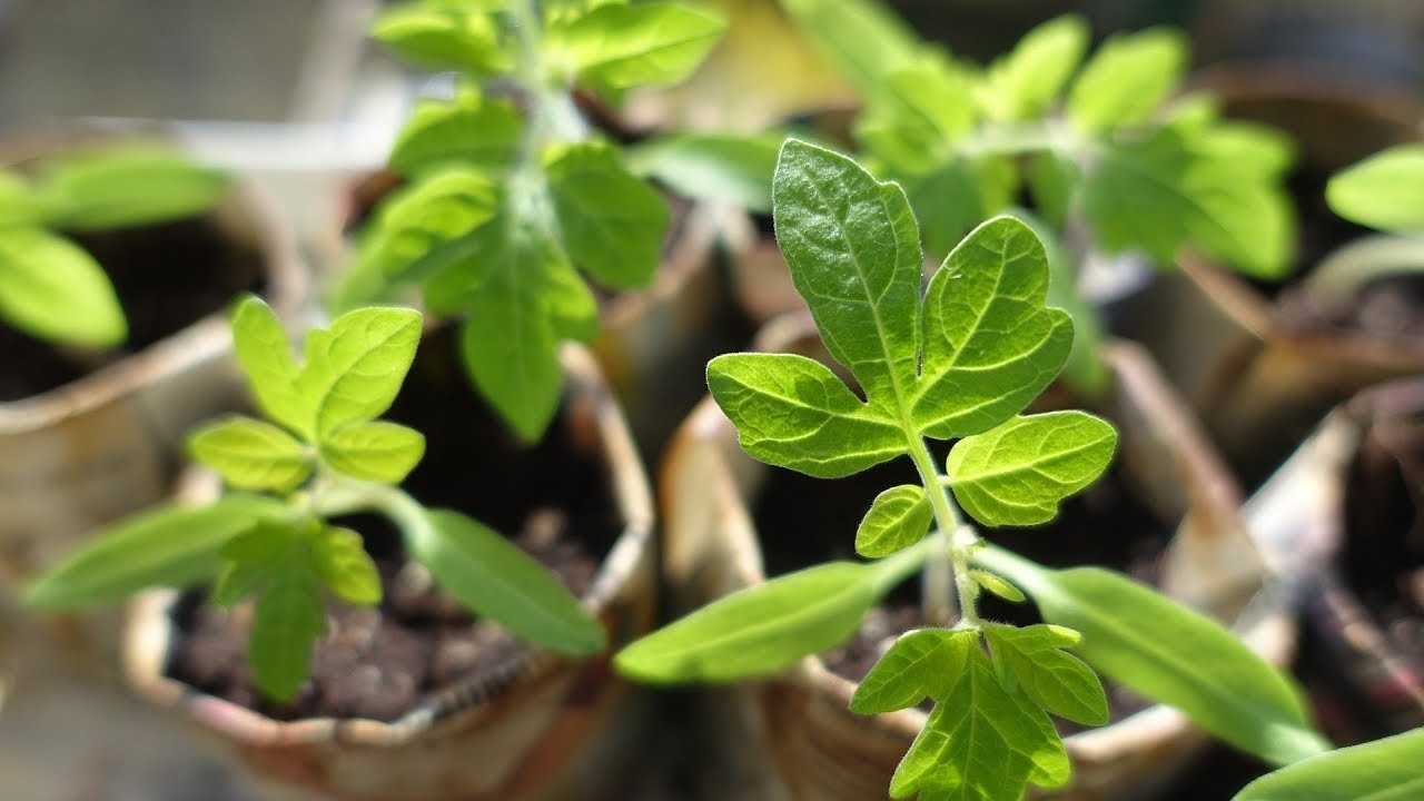 Mkulima Online AgriMarket
