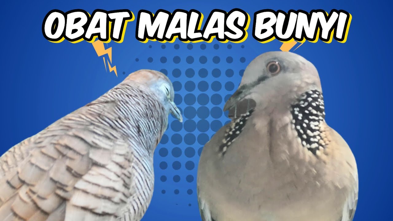 Perkutut Lokal Gacor Suara Manggelegar Vs Tekukur Gayer Jos Jis