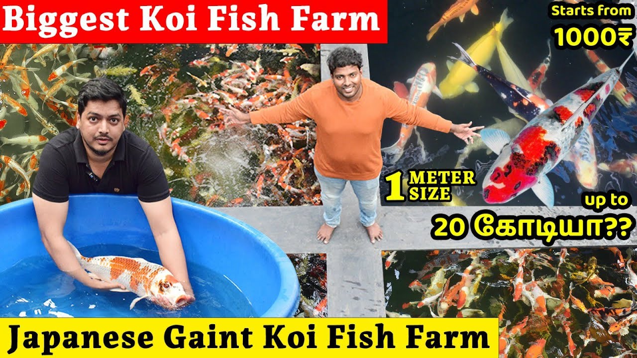 Biggest KOI Fish Farm in India | Original Japanese KOI Fishes | KOI FISH INDIA NIKISHIGOI | Kolathur