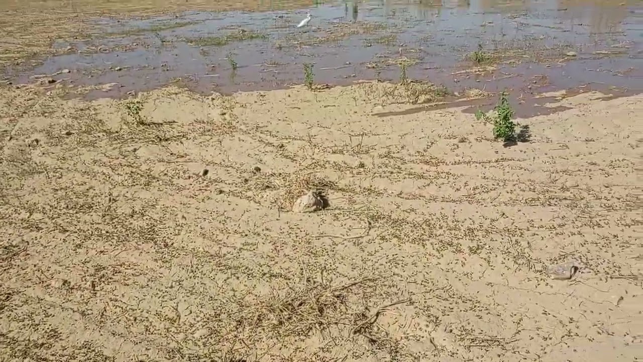 الوادي الجديد الفرافرة متابعة زراعة البرسيم الحجازي في مارس 01122474189