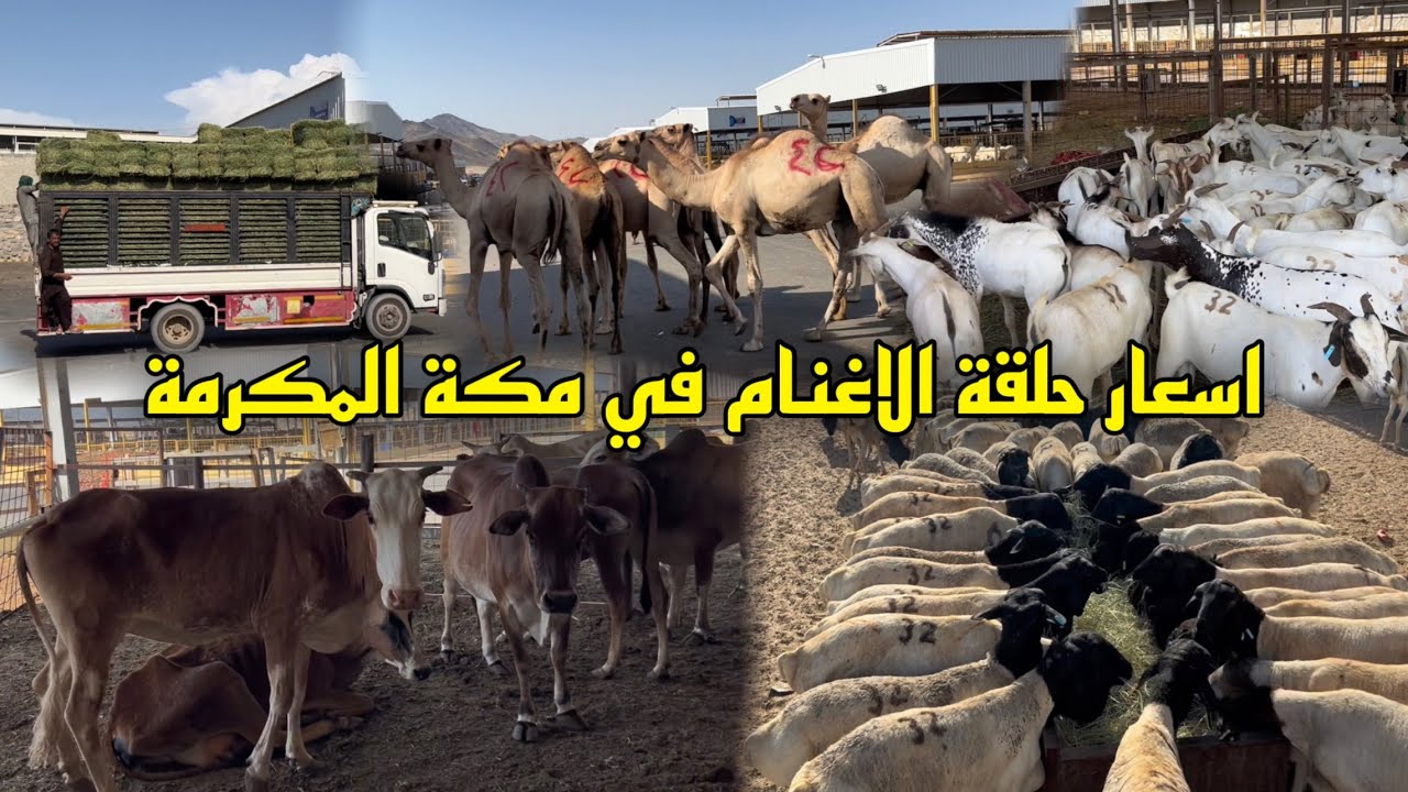 اسعار حلقة الاغنام 🐫🐑بمكة المكرمة