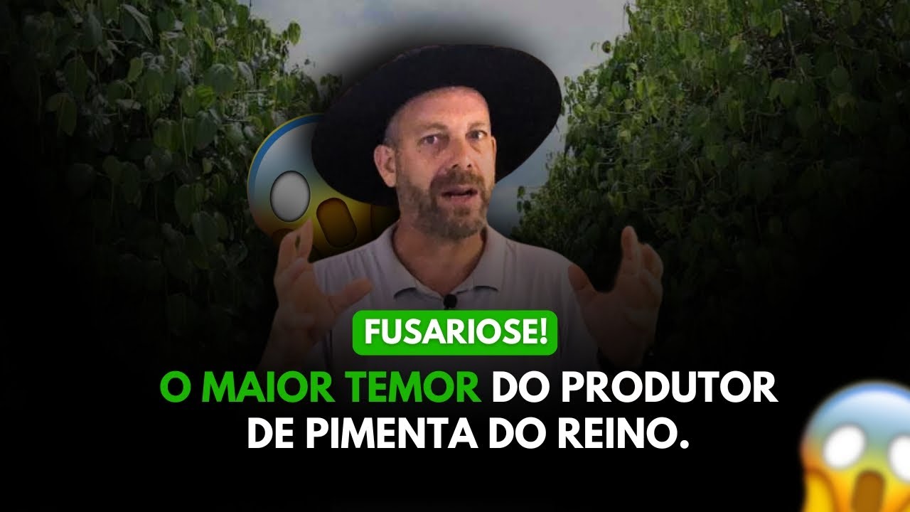 Sintomas e Formas de Infec&ccedil;&atilde;o da Fusariose na Pimenta do Reino
