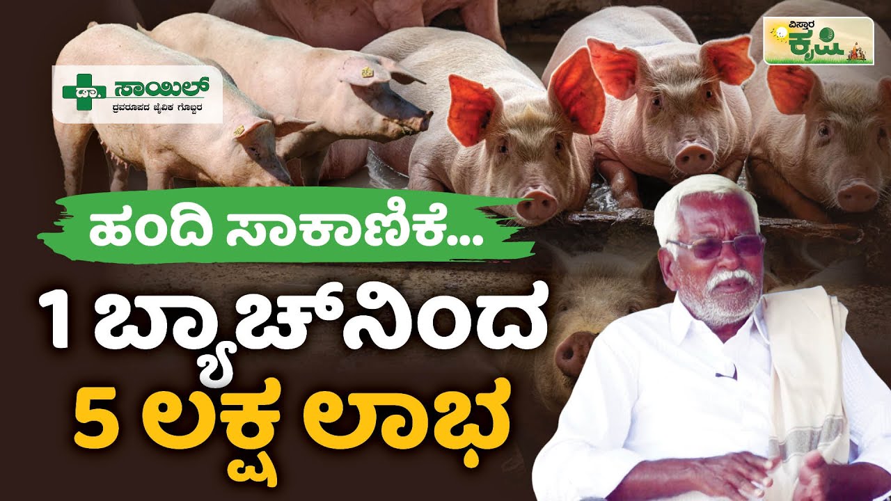 ಹಂದಿ ಸಾಕಾಣಿಕೆ | 1 ಬ್ಯಾಚ್‌ನಿಂದ 5 ಲಕ್ಷ ಲಾಭ! | Modern Pig Farming In Kannada | Vistara Krishi