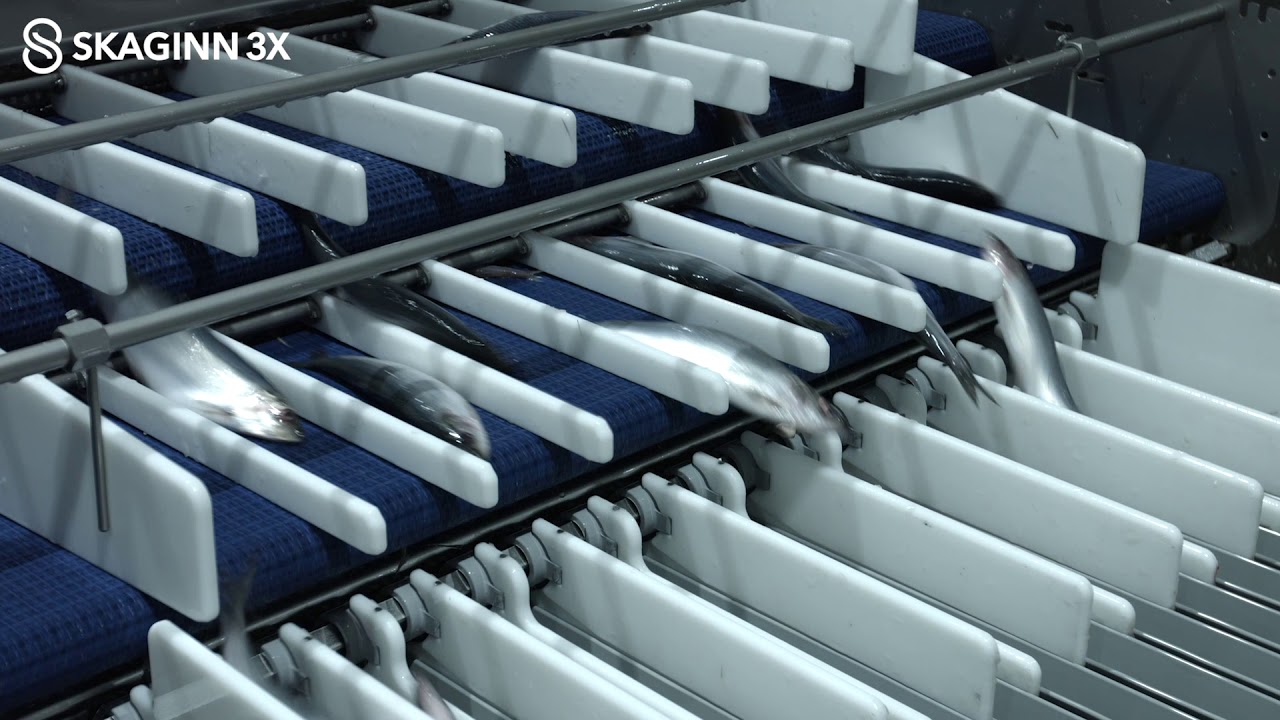Skaginn 3X - Automatic Grading Solution for Pelagic Fish