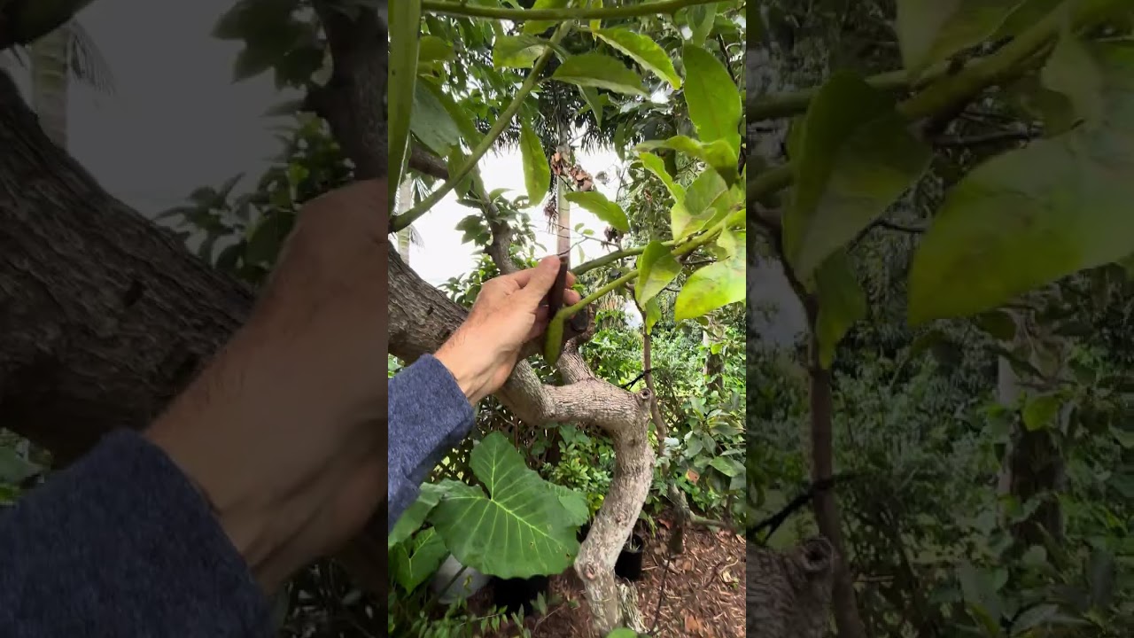 Florida Tropical Fruit Tree Garden  
