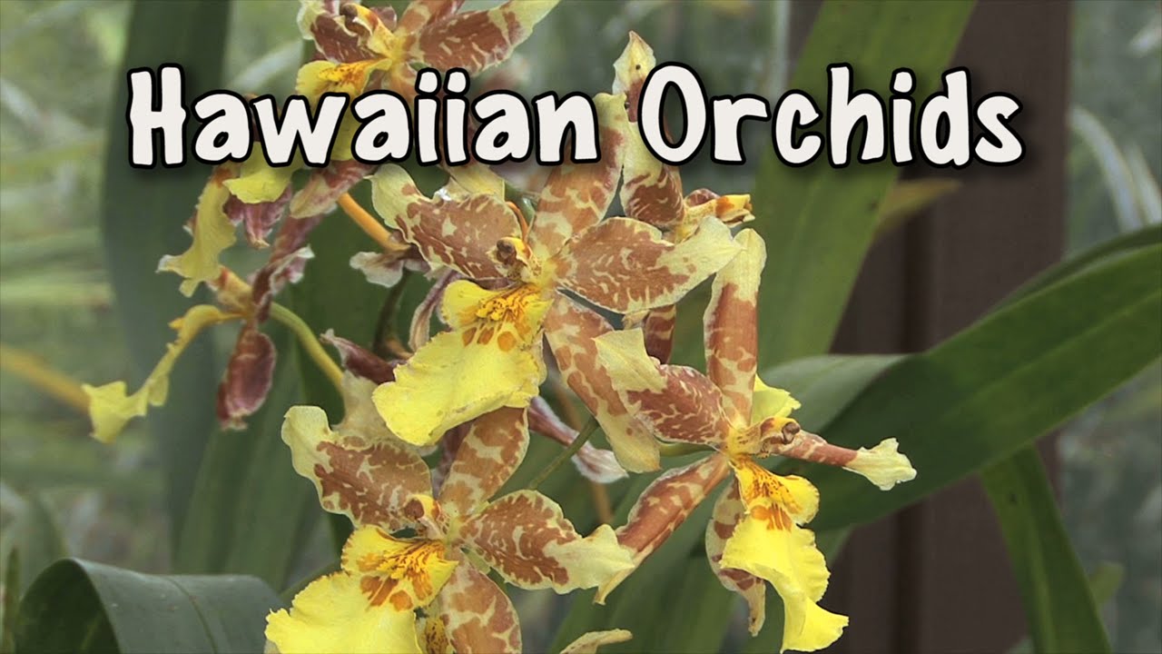 Orchids of Hawaii : A Visual Documentary -  Amazing Glorious Orchids of Hawaii