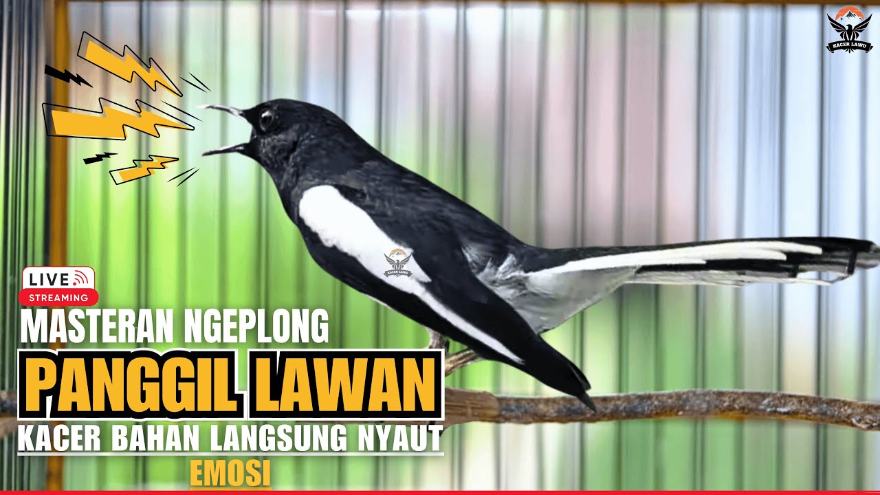 🛑SUARA KACER GACOR JERNIH‼️PANCINGAN AMPUH AGAR SEMUA JENIS KACER CEPAT NAIK BIRAHI & RAJIN BUNYI