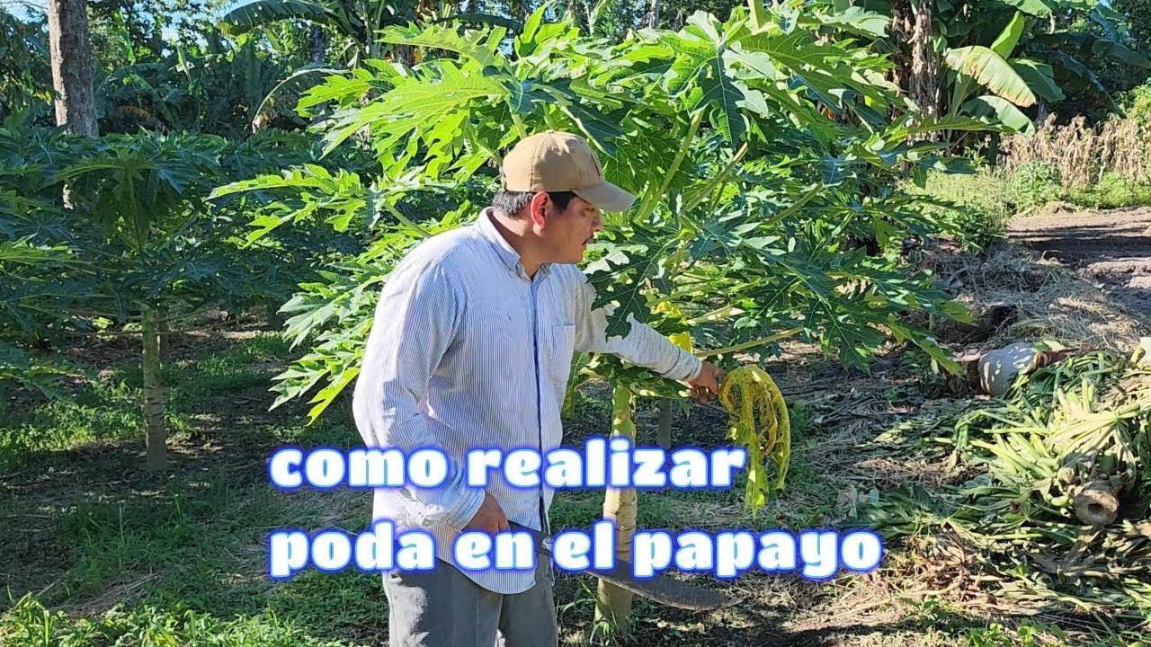 Como Podar una Planta de Papayo o Lechosa