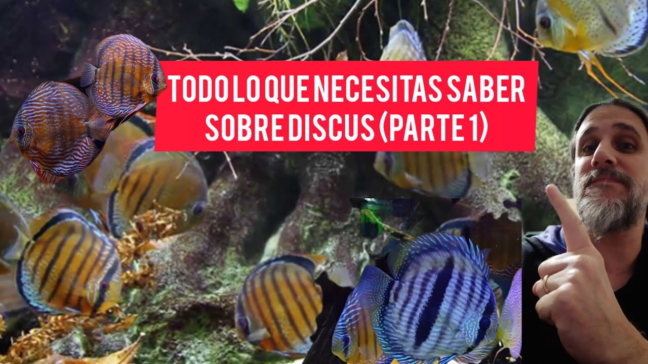 Todo lo que necesitas saber sobre DISCUS!! (Parte 1)