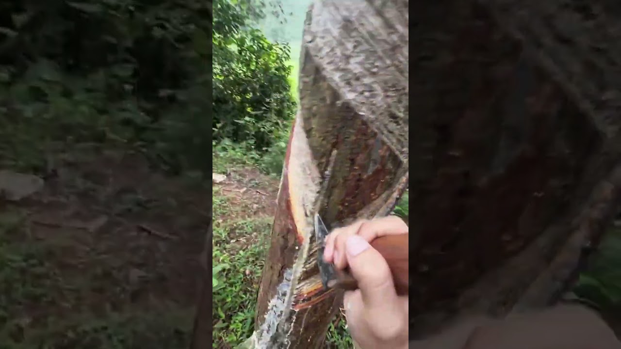 Collecting rosin ,First Perspective
