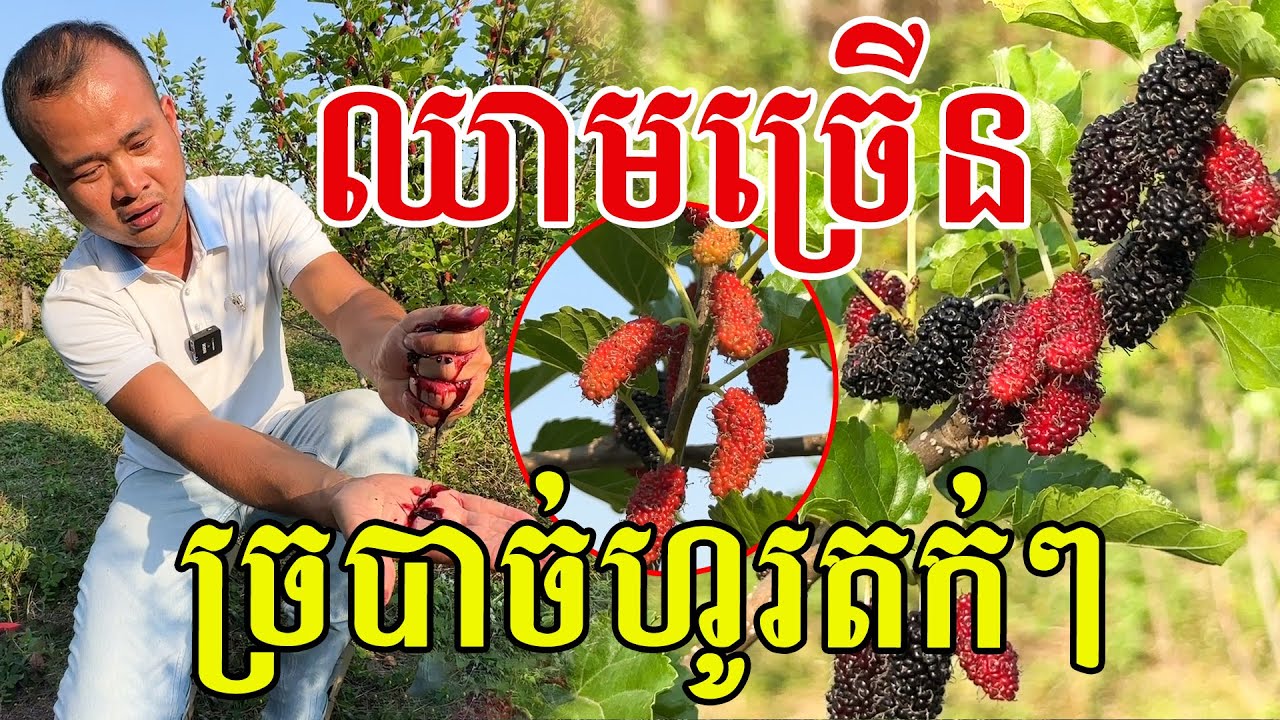 ទុំពេញដើម ផ្លែនេះជំនួយច្រើនមុខណាស់ ពិតជាពូកែដាំមែន