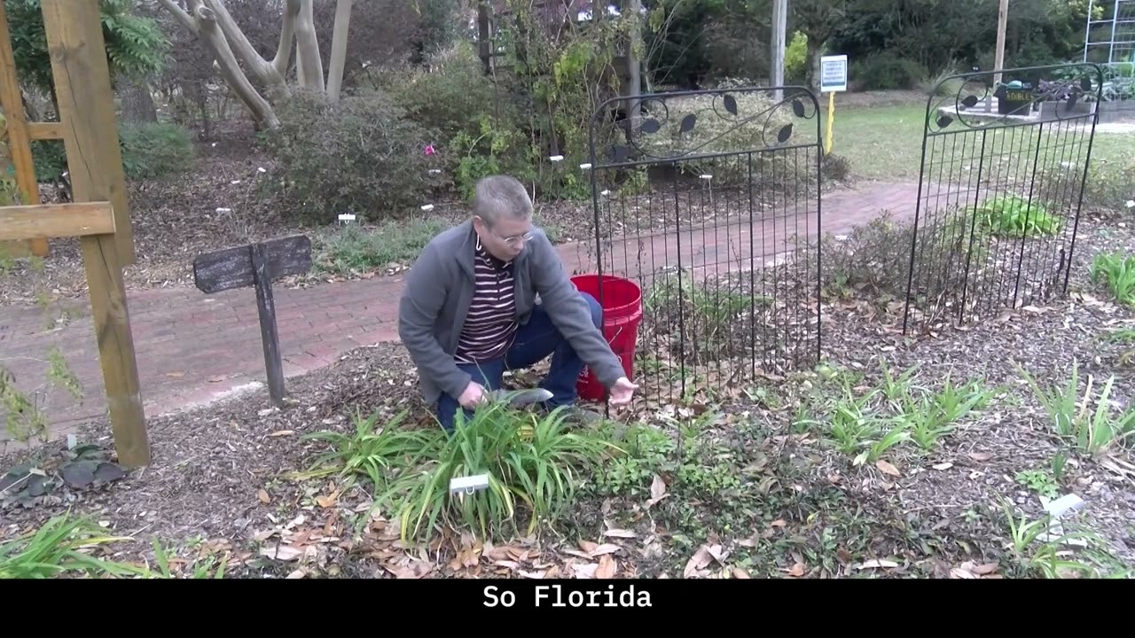 Florida Betony in a Garden Bed