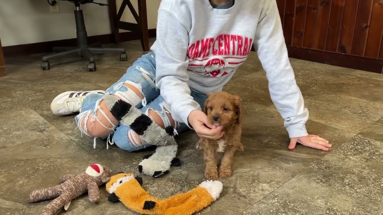Mac. Cavapoo