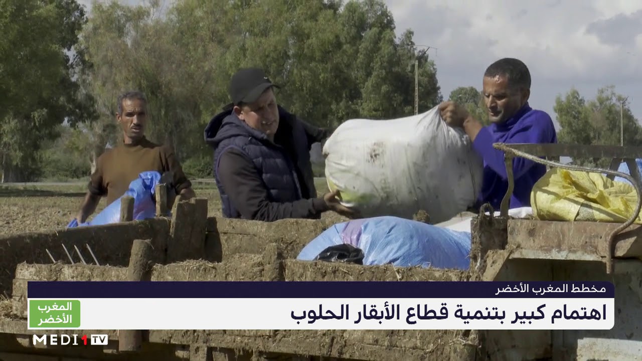 المغرب الأخضر .. الأبقار الحلوب بمنطقة الغرب، بين إكراهات وضرورة تنمية القطاع