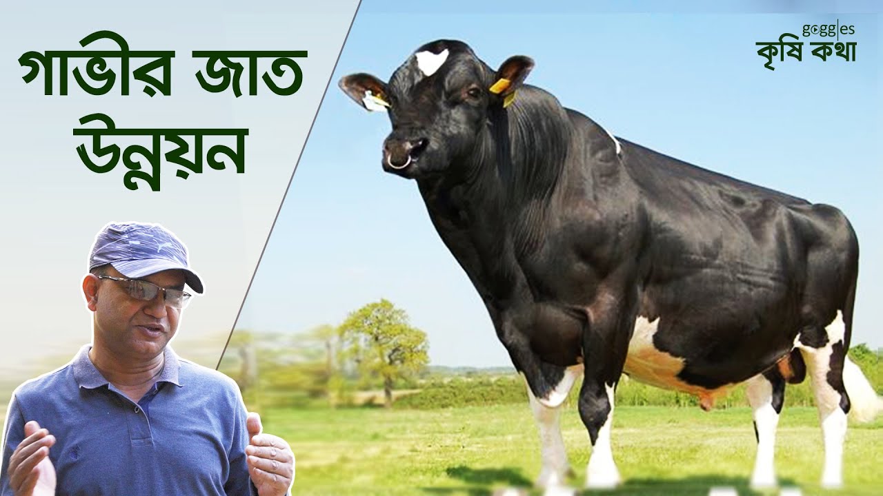 গাভীর জাত উন্নয়ন, সমস্যা ও সমাধান। মোঃ মালিক ওমর | Cow Breed Development | Krishi Kotha | কৃষিকথা