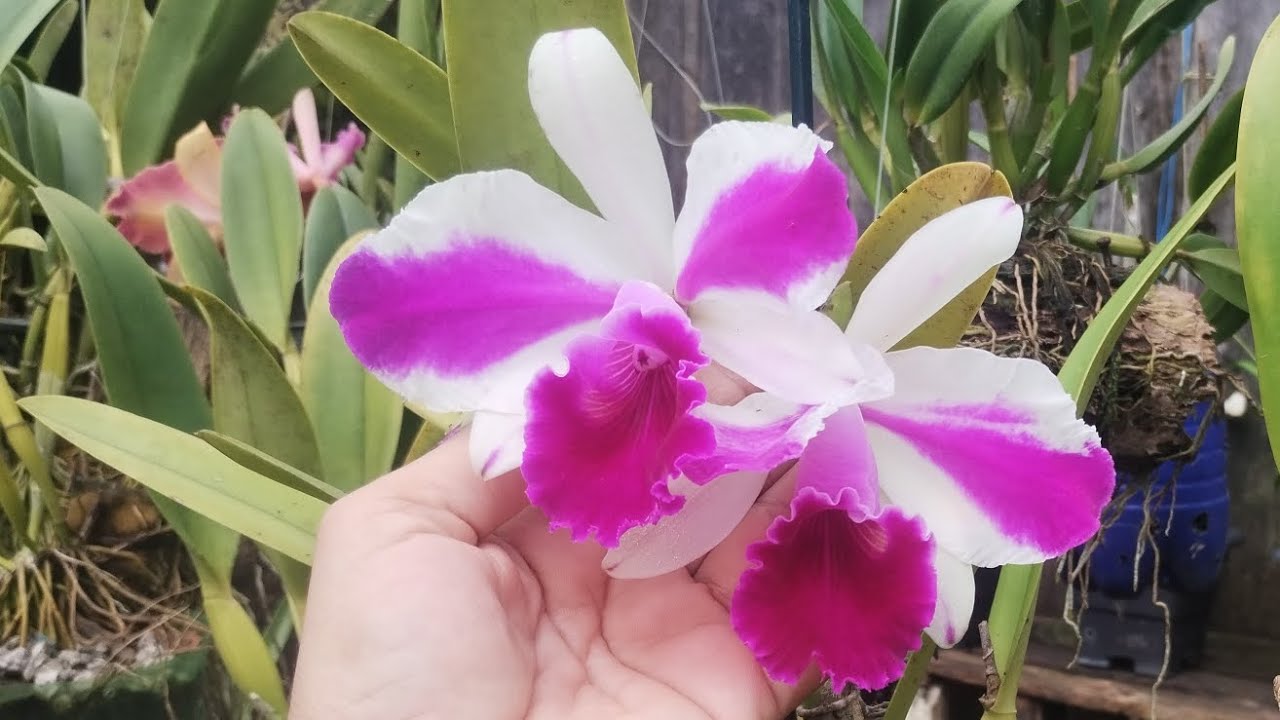 ESSAS TRÊS COISAS JUNTAS É MUITO IMPORTANTE NO CULTIVO DAS ORQUÍDEAS!♥