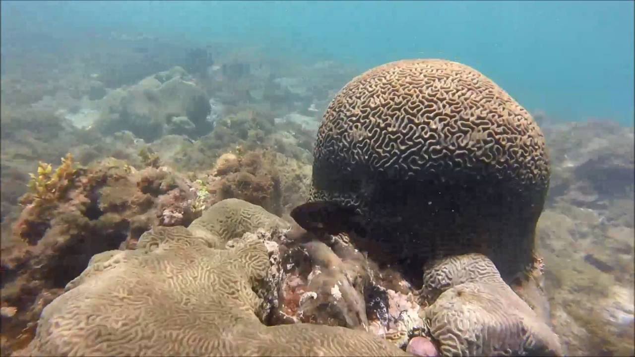 Snorkel Smuggler's Cove Saint Lucia