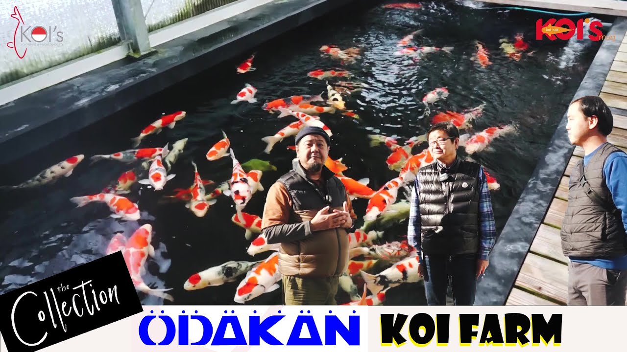 ODAKAN KOI FARM : | KOLEKSI 90 CM BANYAK BANGET !!