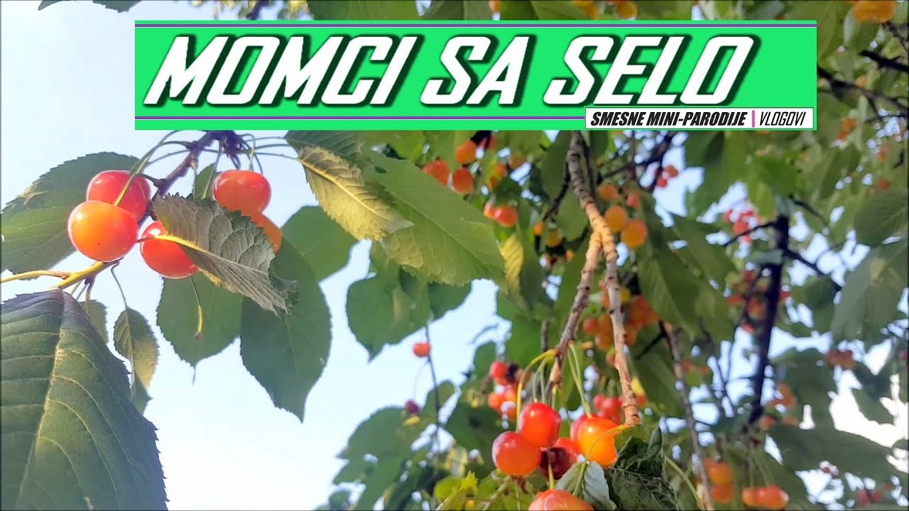 Momci sa Selo | BRANJE TRESNJE | (Mini-Parodija)