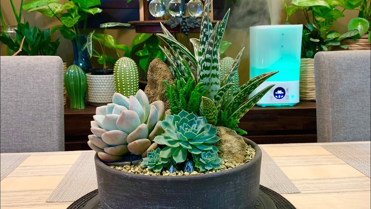 Succulent Opalina and Tiger Aloe Arrangement