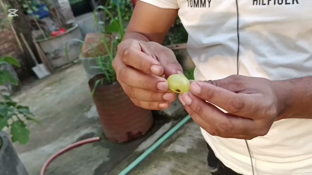 আঙ্গুরের জাত এবং কোয়ালিটি 🍇🌱।চারার জন্য স্ক্রিনে দেওয়া নম্বরে কল করুন। 