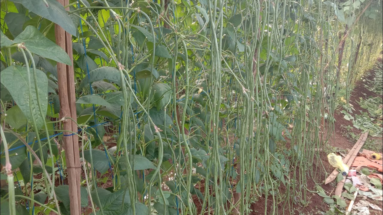 Kacang Panjang Hasil Paksa Berbuah Ketika Sudah Mau Mati || Pertanian