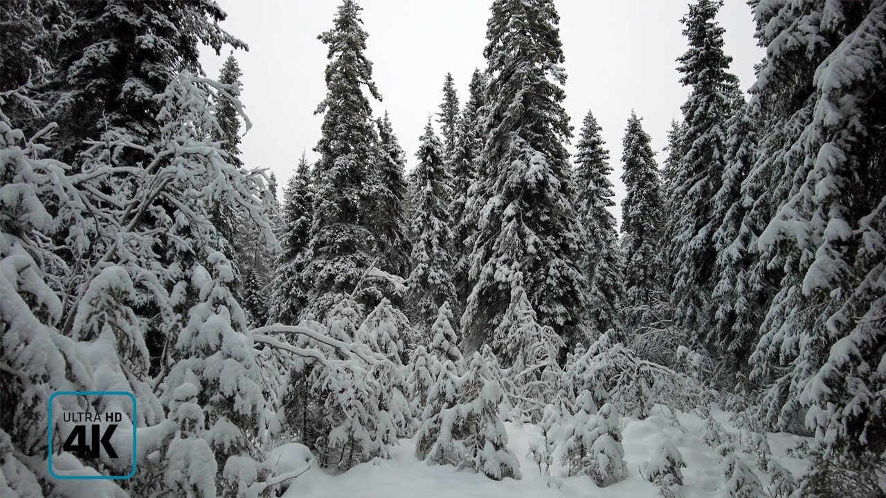 Walking in Snowy Forest in Lapland Finland