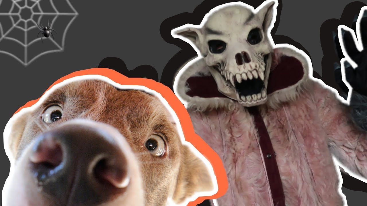 NAJSTRAŠIDEĽNEJŠÍ HALLOWEEN v ich živote | vtipné reakcie psov