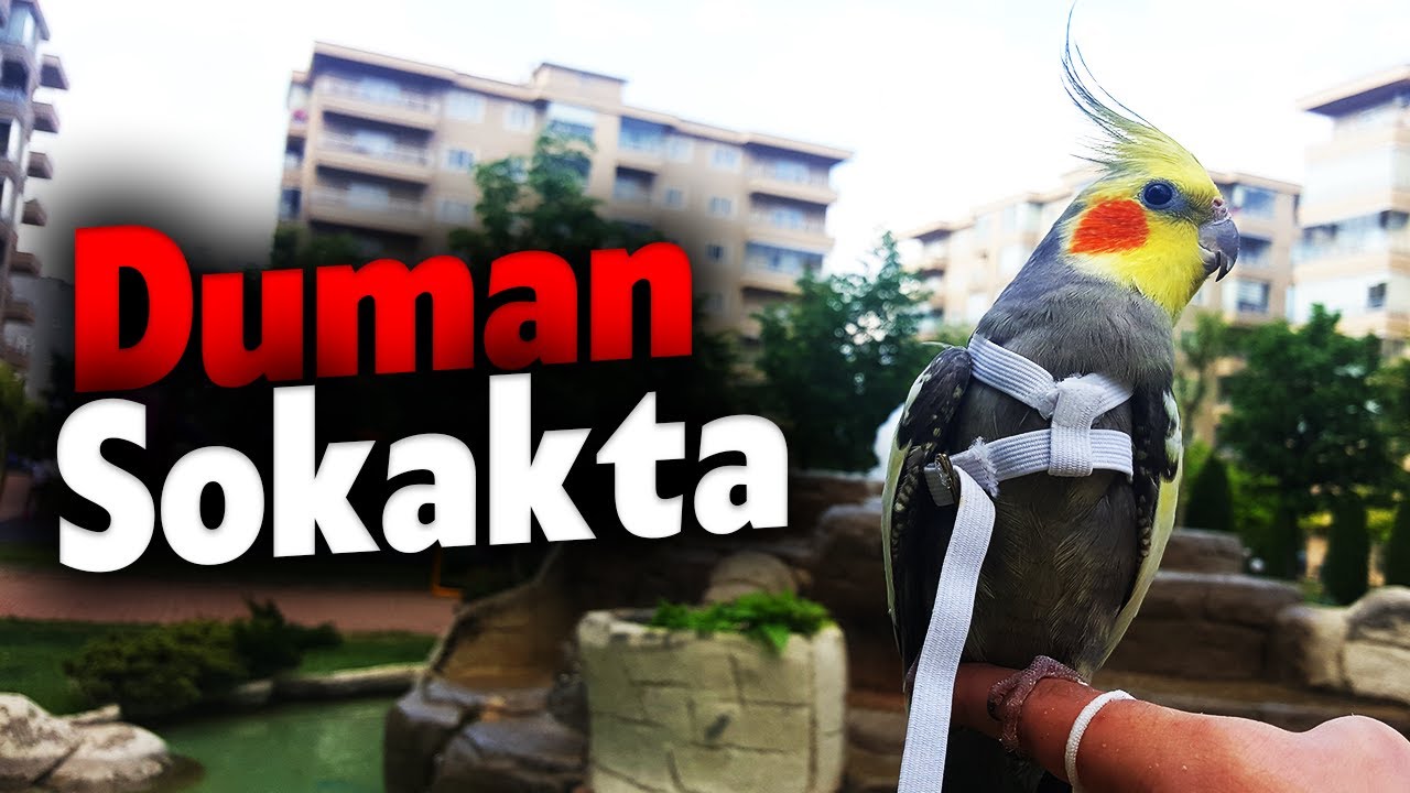 Duman İlk Defa Sokağa Çıktı - Sultan Papağanı ile Sokağa Çıktık