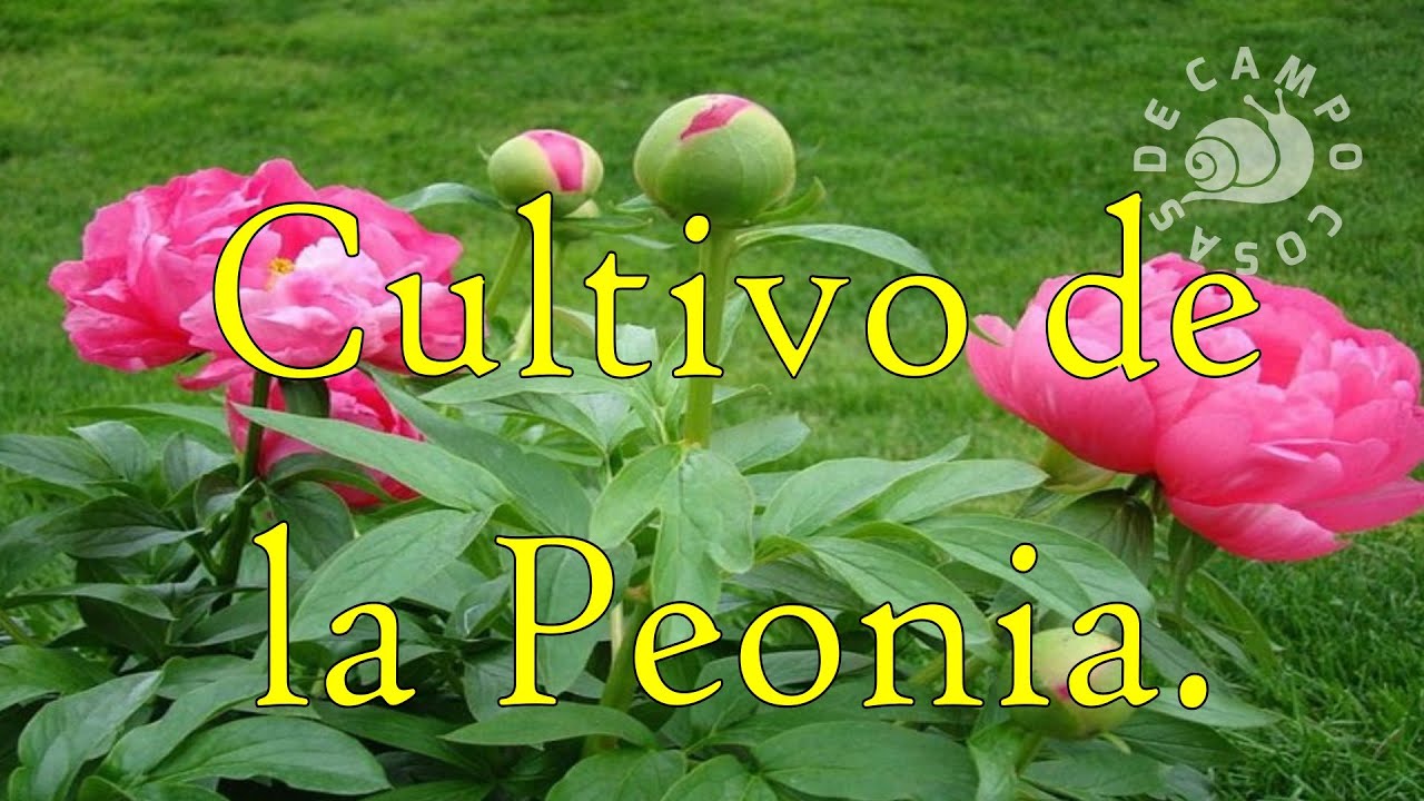 Cultivo de la Peonia.