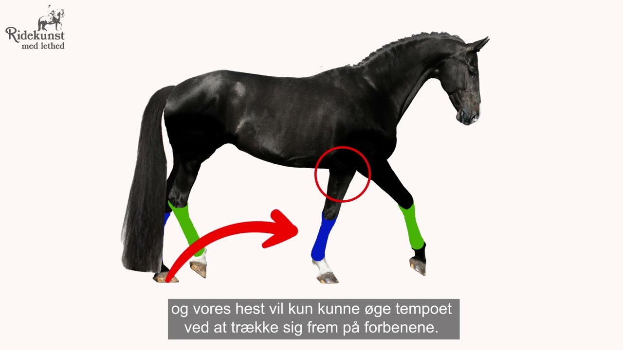 Hestens gangarter - traven 🥳