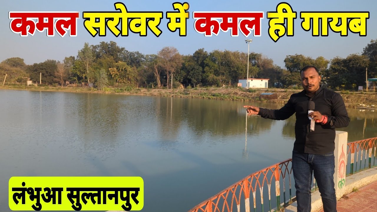 Sultanpur : कमल सरोवर से 🪷 कमल ही गायब । Lambhua